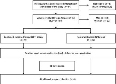 Better Response to Influenza Virus Vaccination in Physically Trained Older Adults Is Associated With Reductions of Cytomegalovirus-Specific Immunoglobulins as Well as Improvements in the Inflammatory and CD8+ T-Cell Profiles